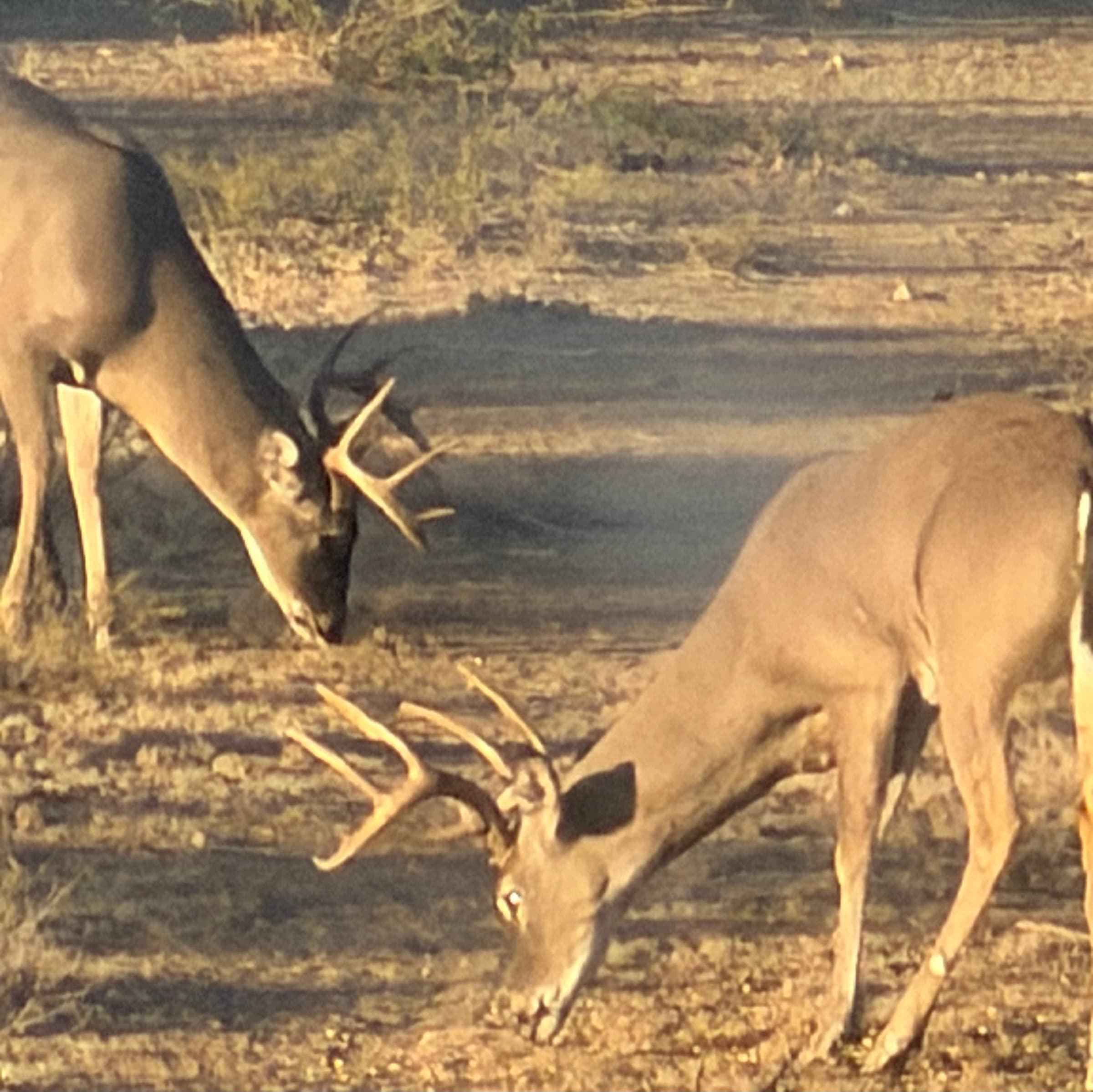 A herd of axis deer, including a fawn, gather at a feeder in the brush country at WS Turkey Creek Ranch.