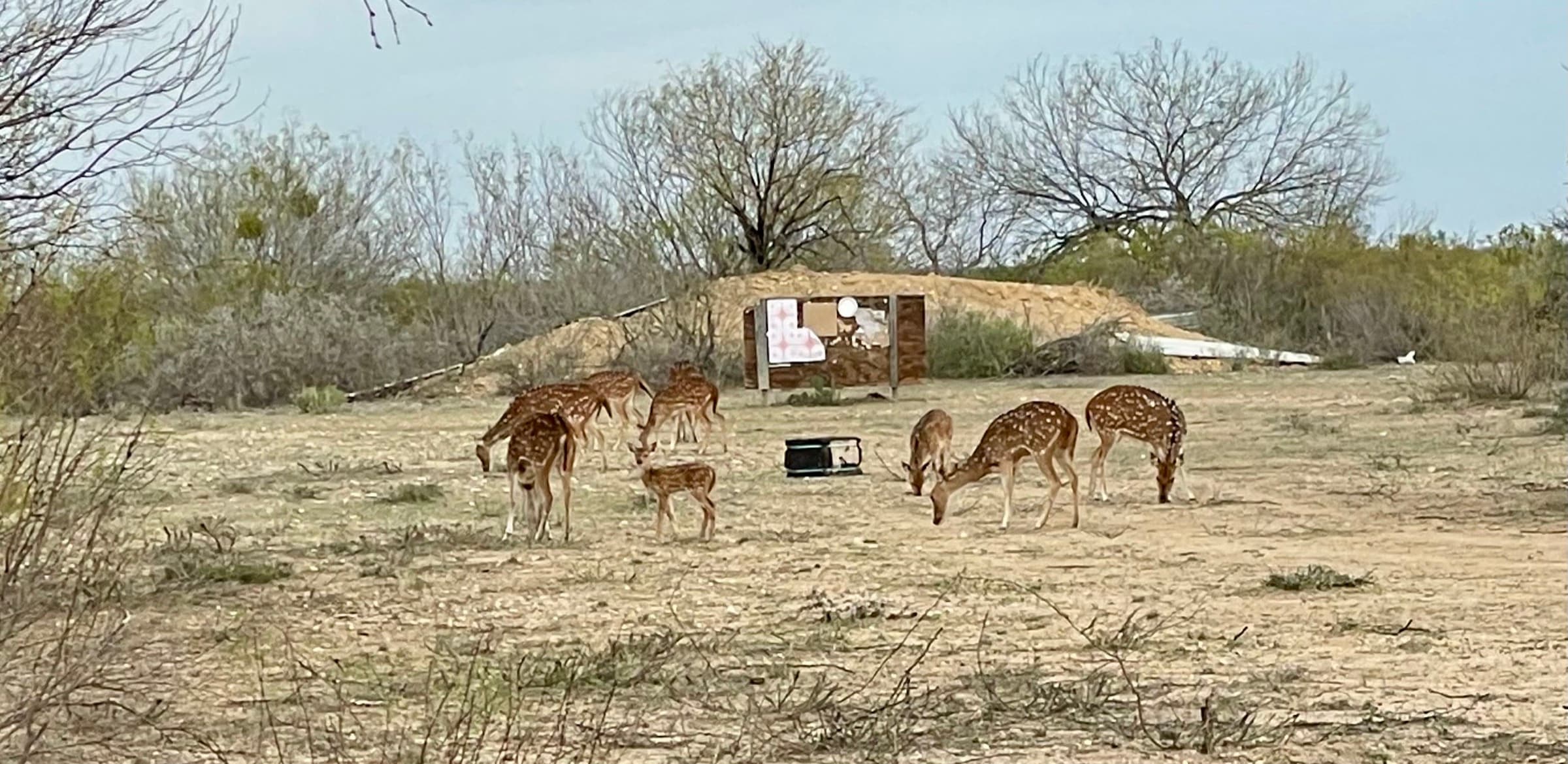 Axis deer scattered across the brush country near a feeder at WS Turkey Creek Ranch.