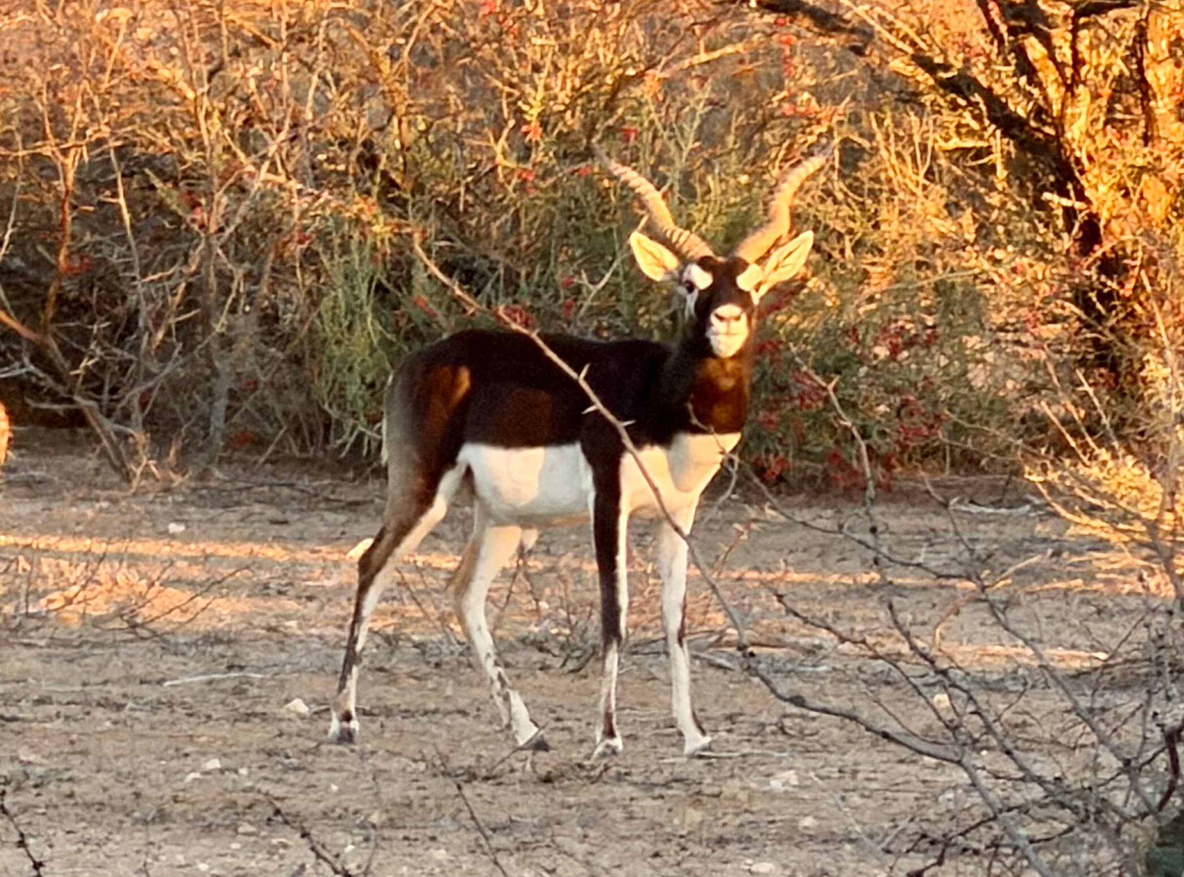 A blackbuck stands in the mesquite brush at golden hour on WS Turkey Creek Ranch.