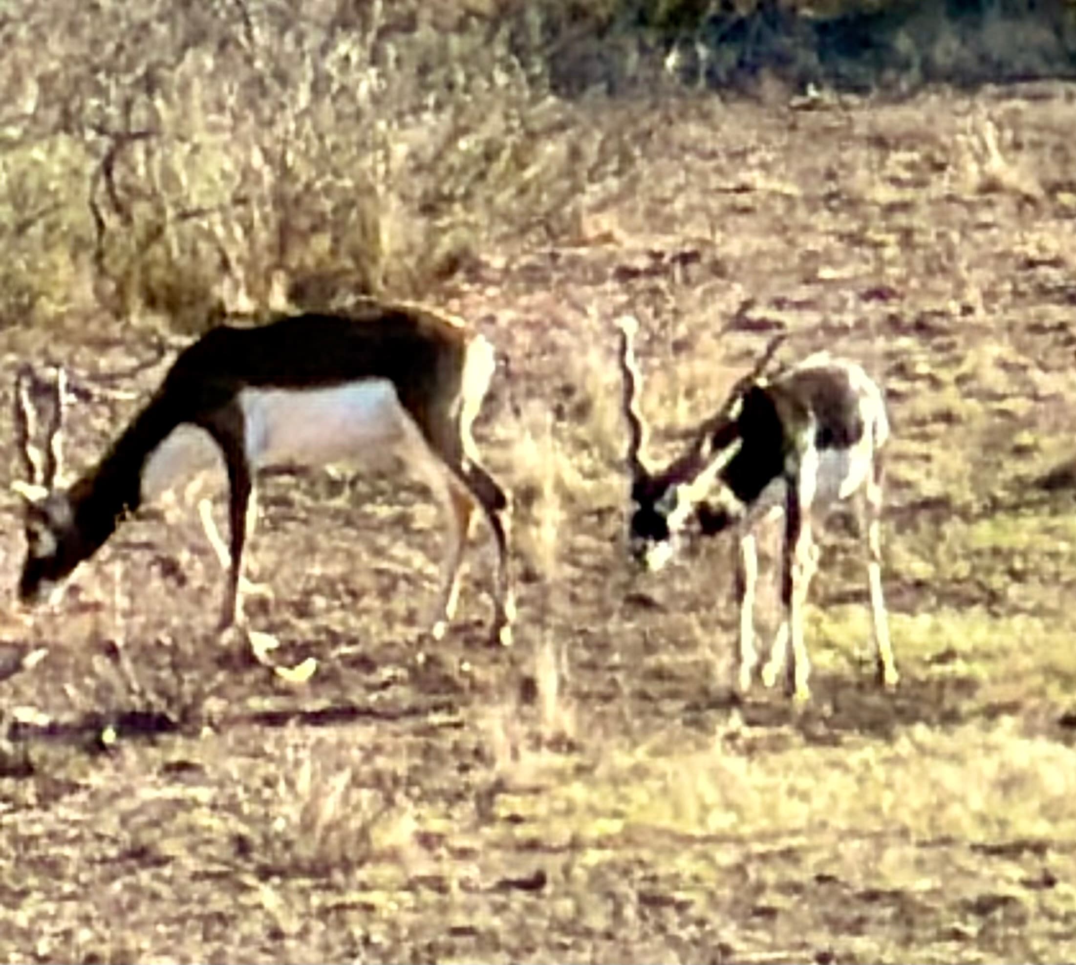 A blackbuck and an axis deer graze together in the brush country at WS Turkey Creek Ranch.