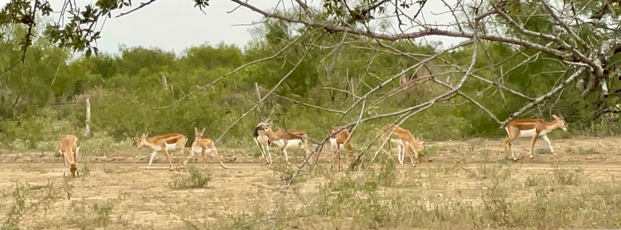 A herd of blackbuck antelope moves across the brush country at WS Turkey Creek Ranch.