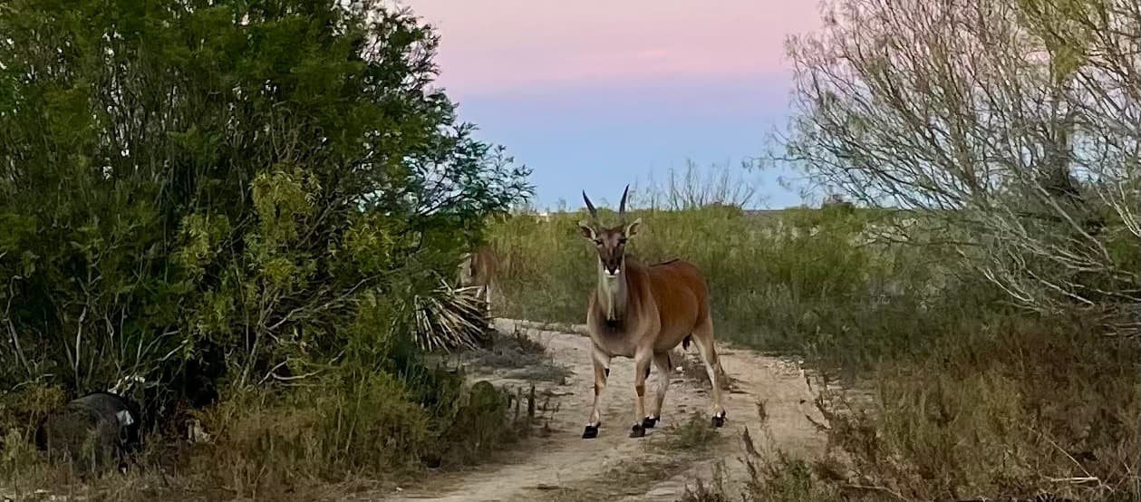 A ranch road at dusk with an aoudad walking toward the camera under a pastel South Texas sky at WS Turkey Creek Ranch.