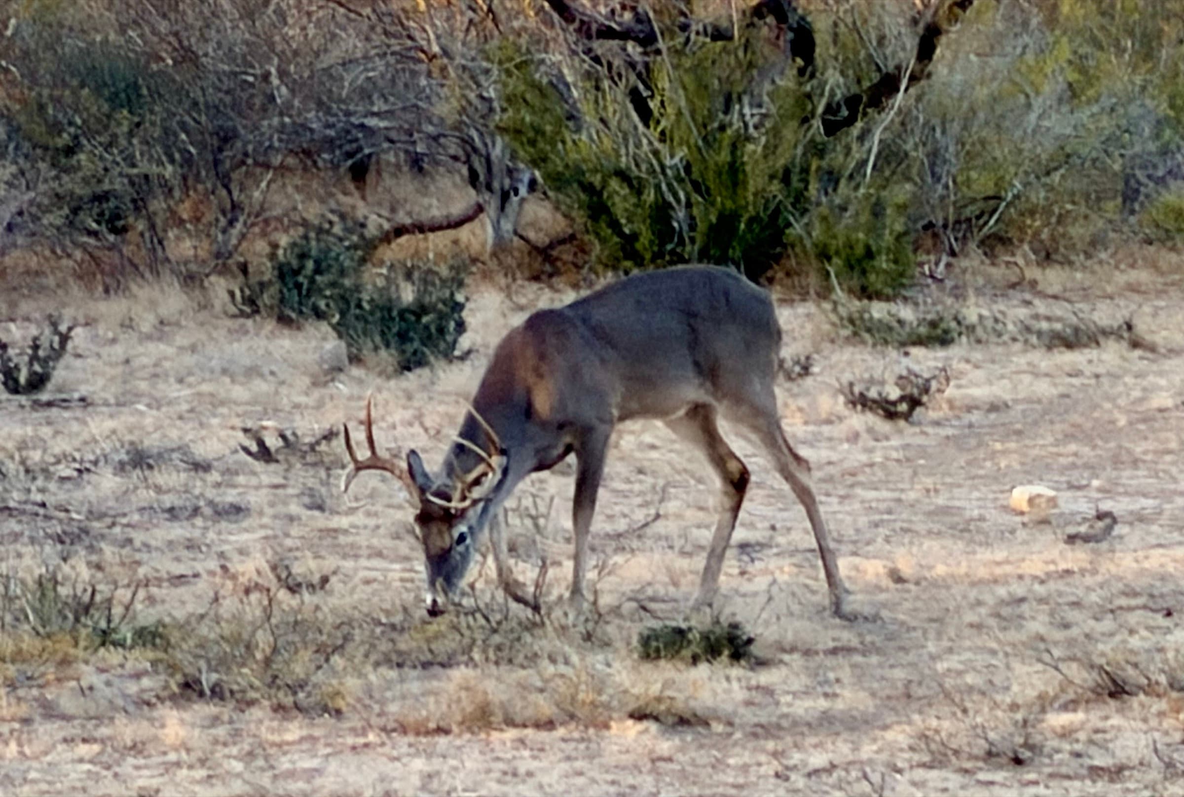 A whitetail buck grazes in the mesquite brush at WS Turkey Creek Ranch.