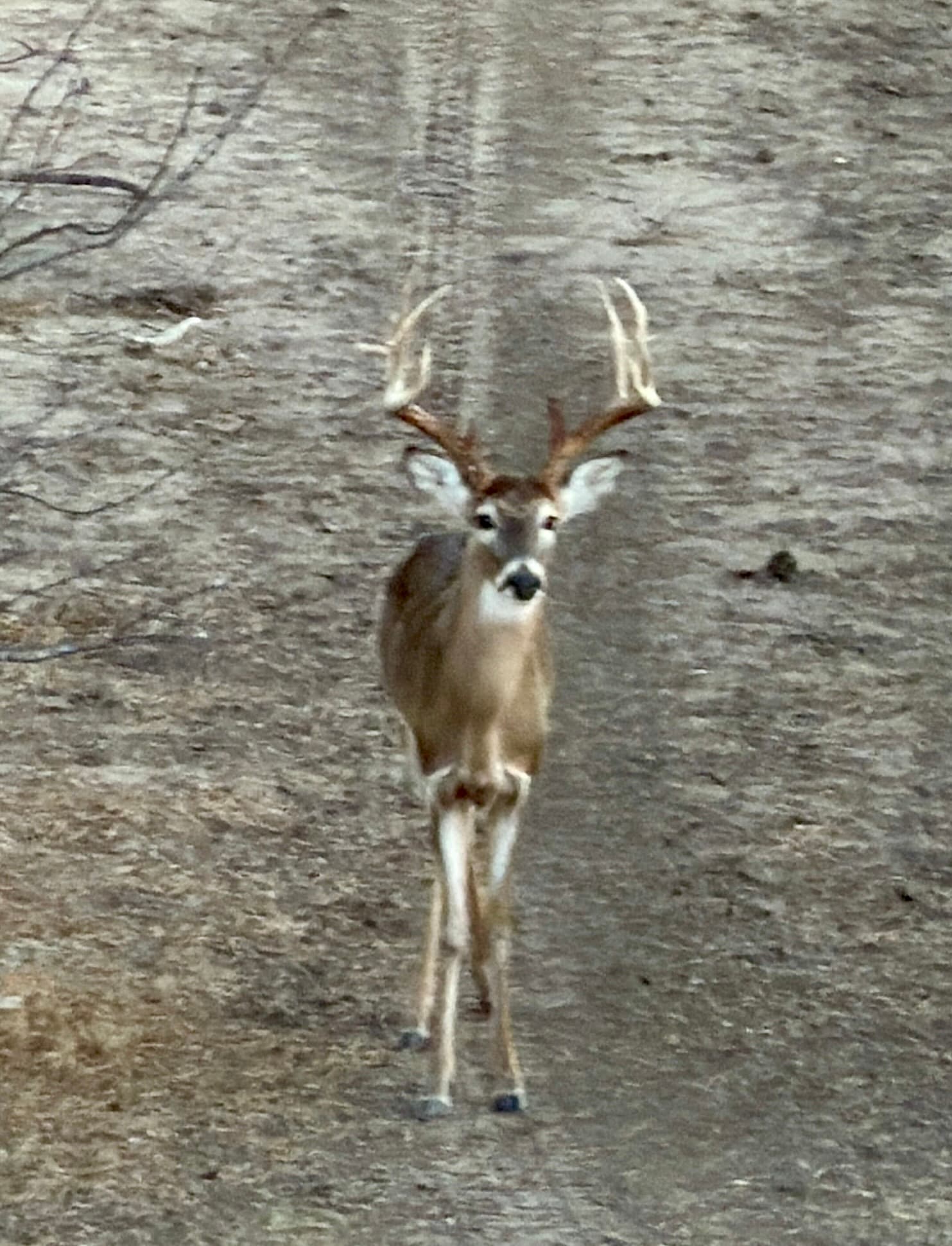 A whitetail buck with a wide rack walks along a ranch road at WS Turkey Creek Ranch.