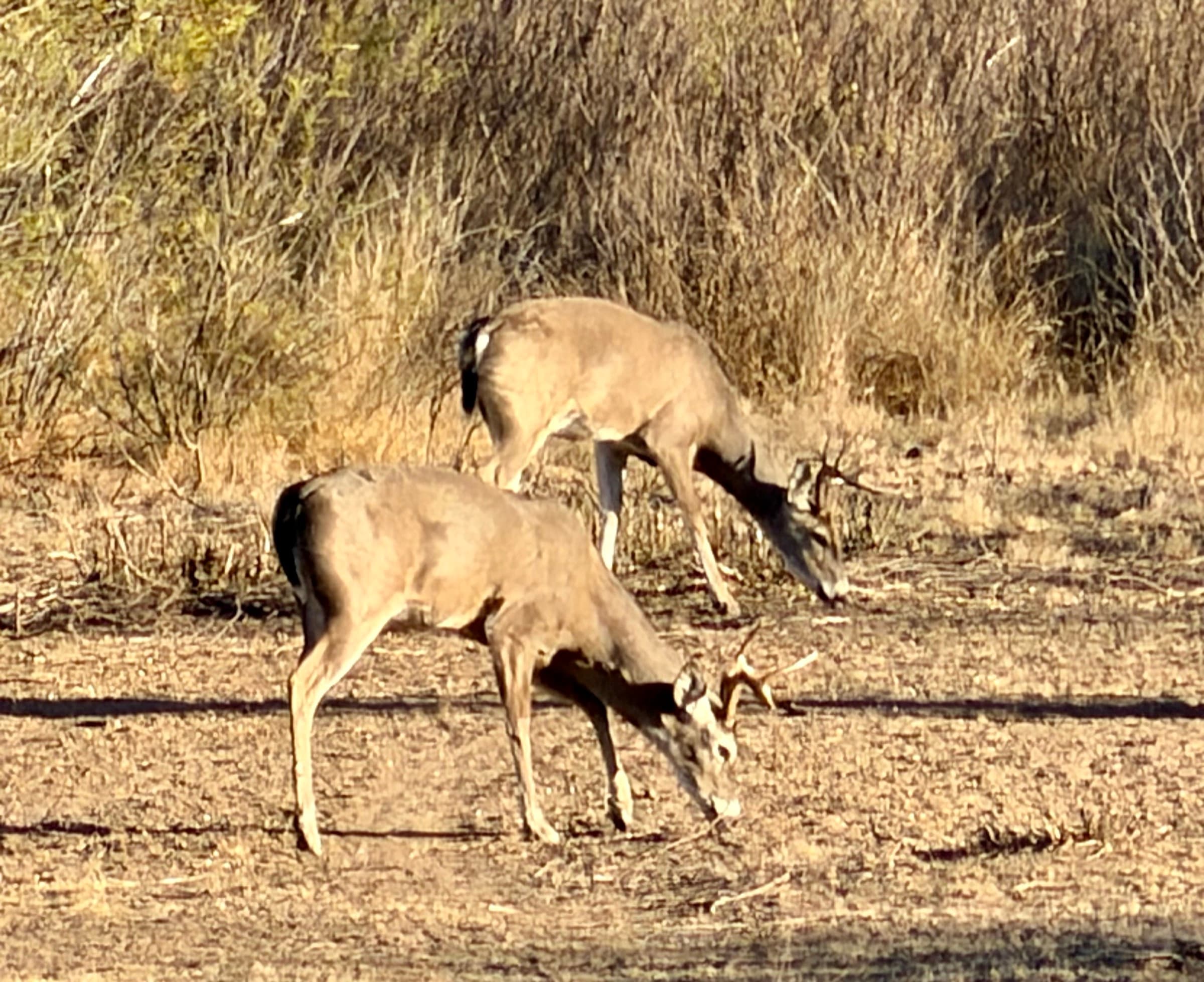 Two whitetail bucks graze side by side in the South Texas brush country at WS Turkey Creek Ranch.
