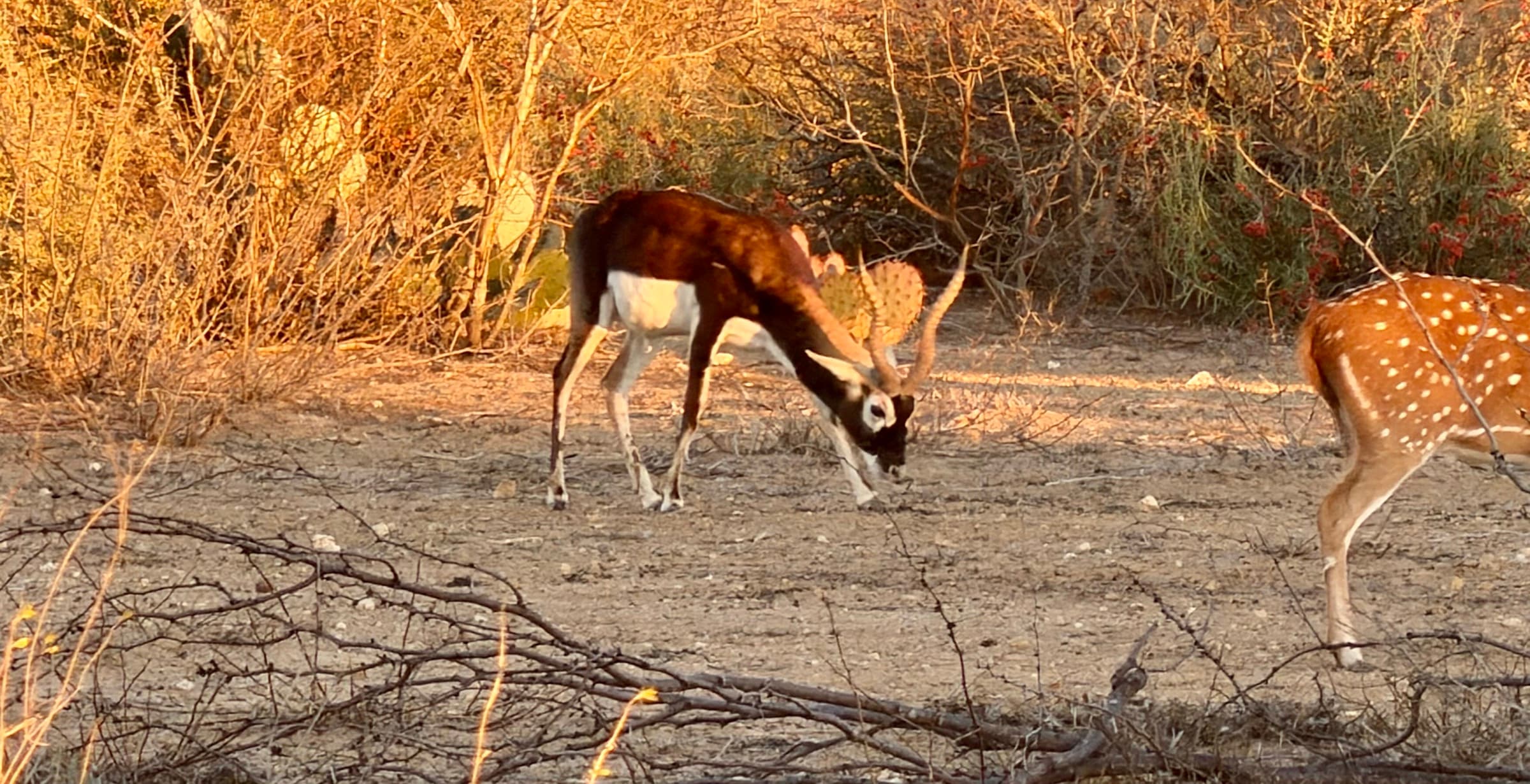 Two whitetail bucks with heavy antlers face each other on the open ground at WS Turkey Creek Ranch.