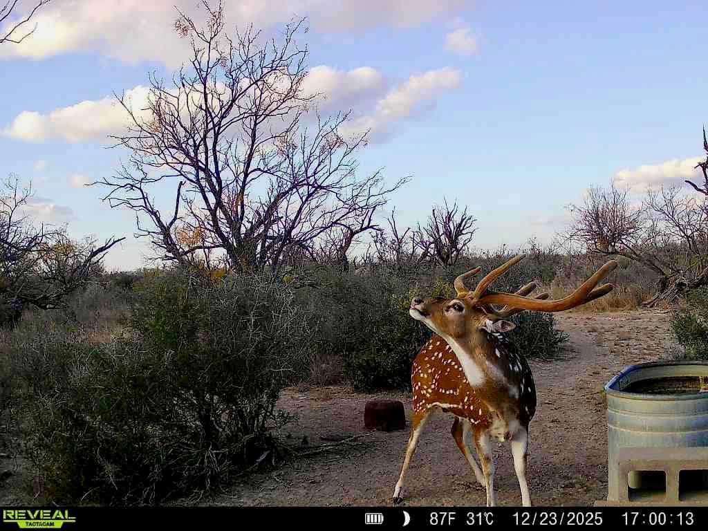 An axis buck in velvet stands beside a feeder and water tank at Brochin Expeditions.