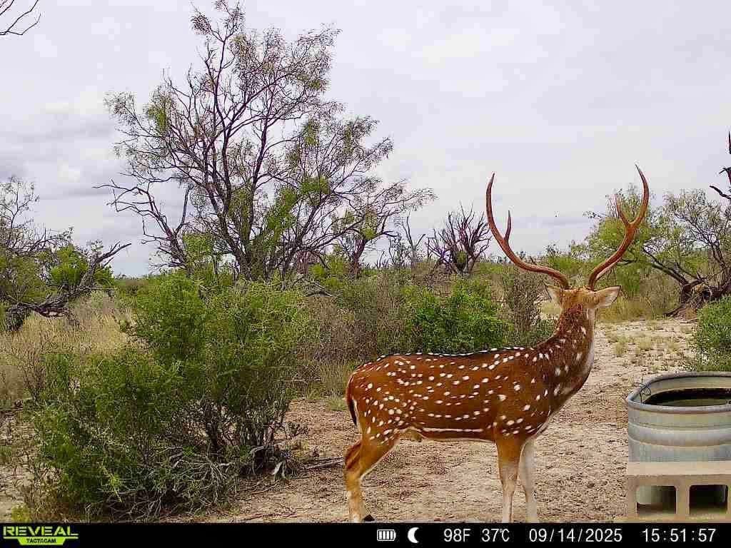 An axis buck with heavy antlers stands at a water trough in the brush country at Brochin Expeditions.