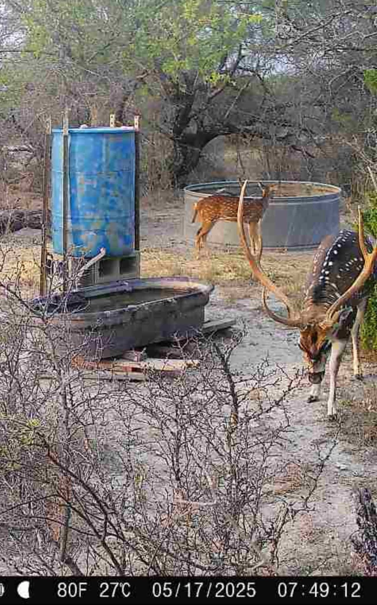 An axis buck drinks at a stock-tank water trough while another axis deer feeds in the background at Brochin Expeditions.