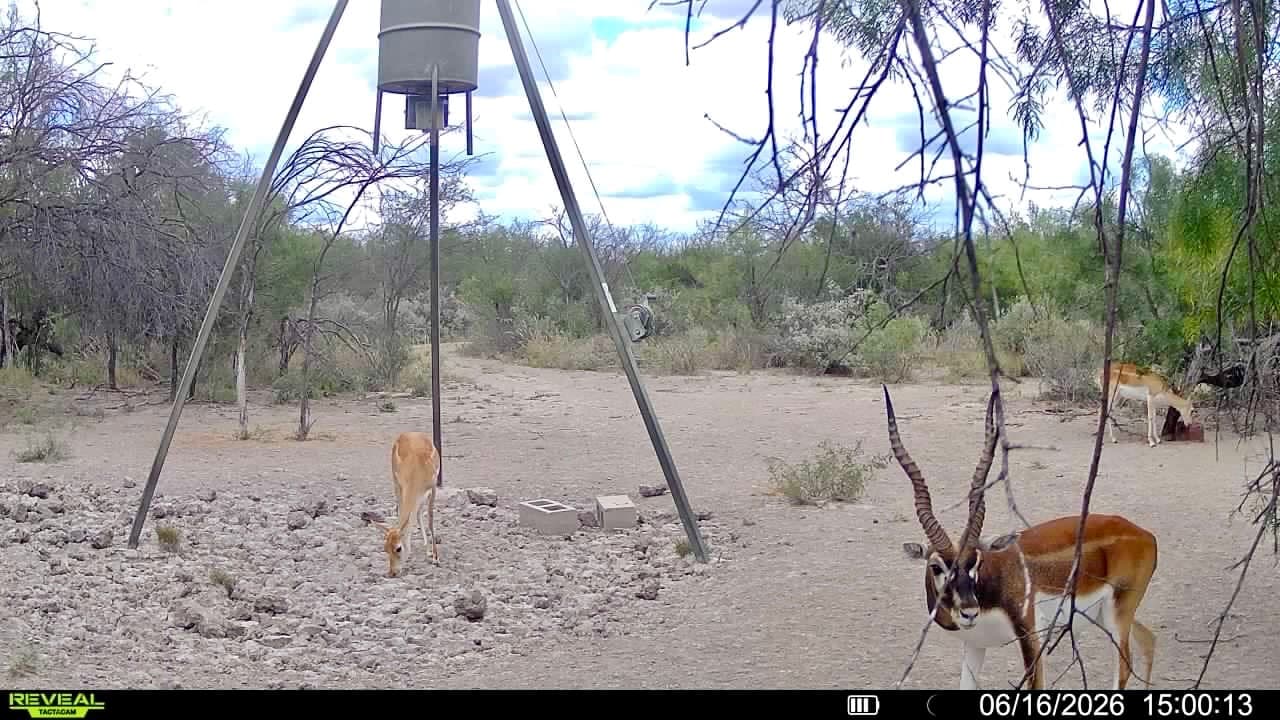 A blackbuck ram stands beside a tripod feeder as a smaller antelope grazes nearby at Brochin Expeditions.