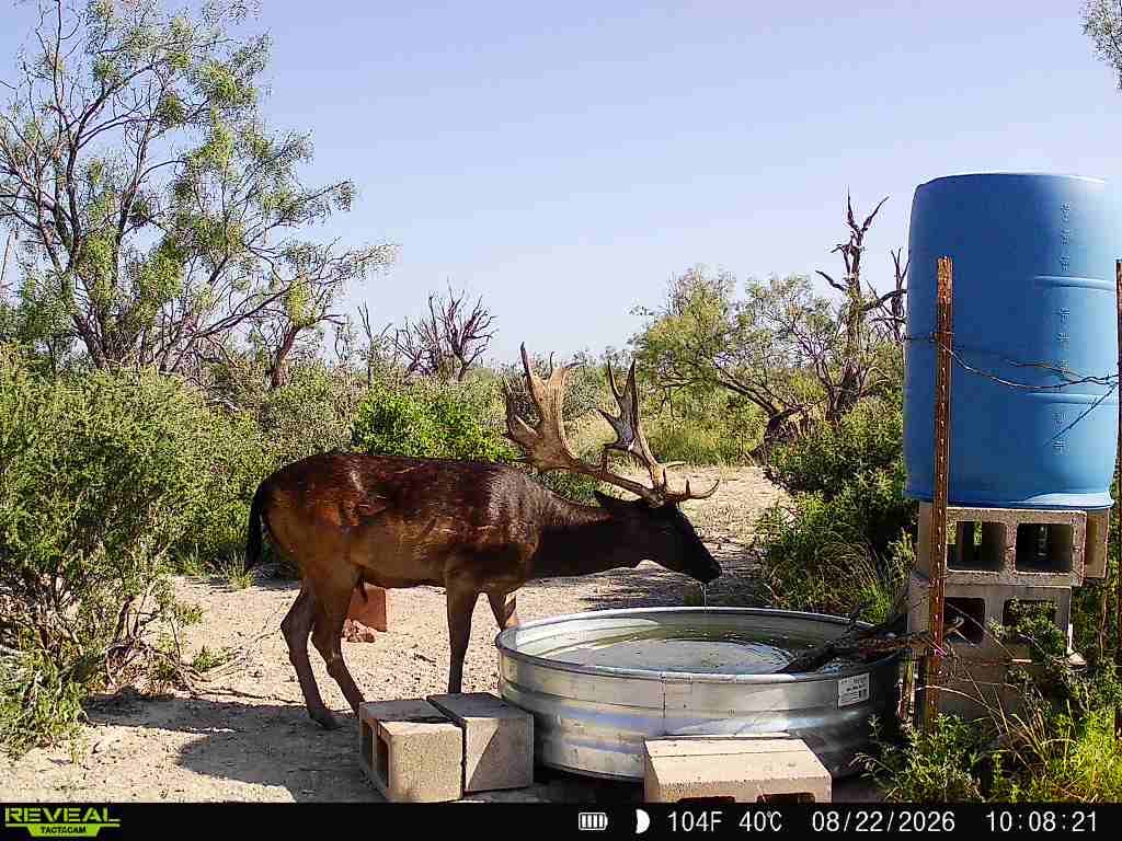 A dark fallow buck with palmated antlers walks past a stock-tank water trough at Brochin Expeditions.