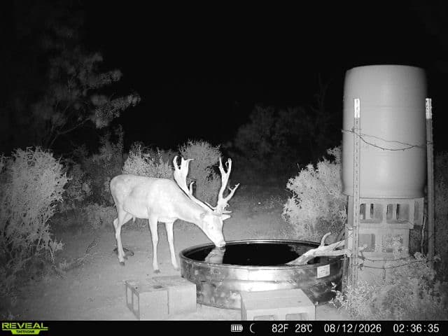 A fallow buck drinks from a stock-tank water trough beside a feeder at night at Brochin Expeditions.
