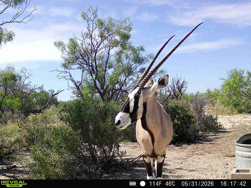 A gemsbok with long straight horns stands in the mesquite brush at Brochin Expeditions.