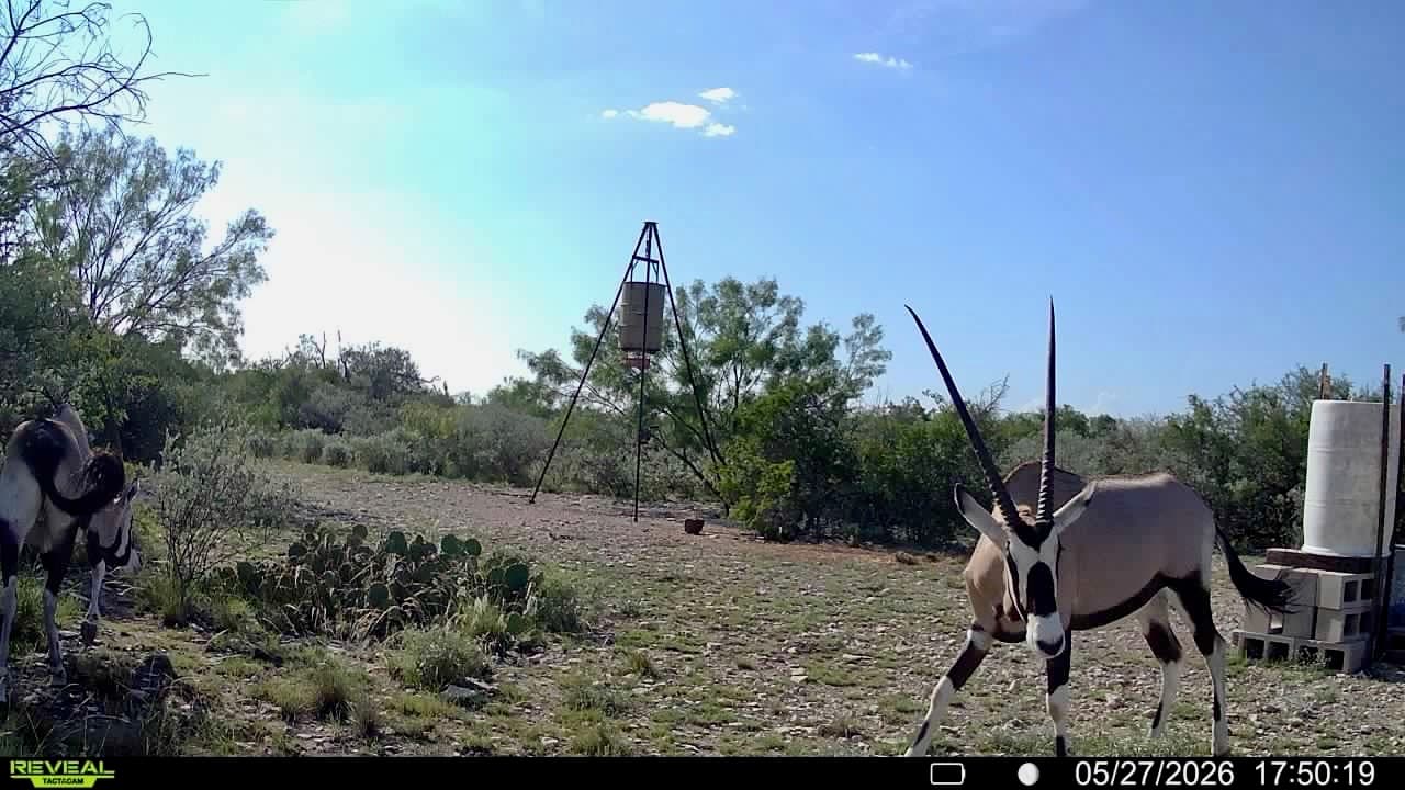 A gemsbok approaches a tripod feeder with blackbuck in the background at Brochin Expeditions.