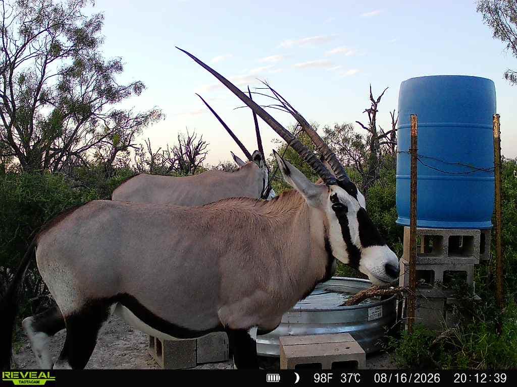 Two gemsbok at a stock-tank water trough in the brush country at Brochin Expeditions.