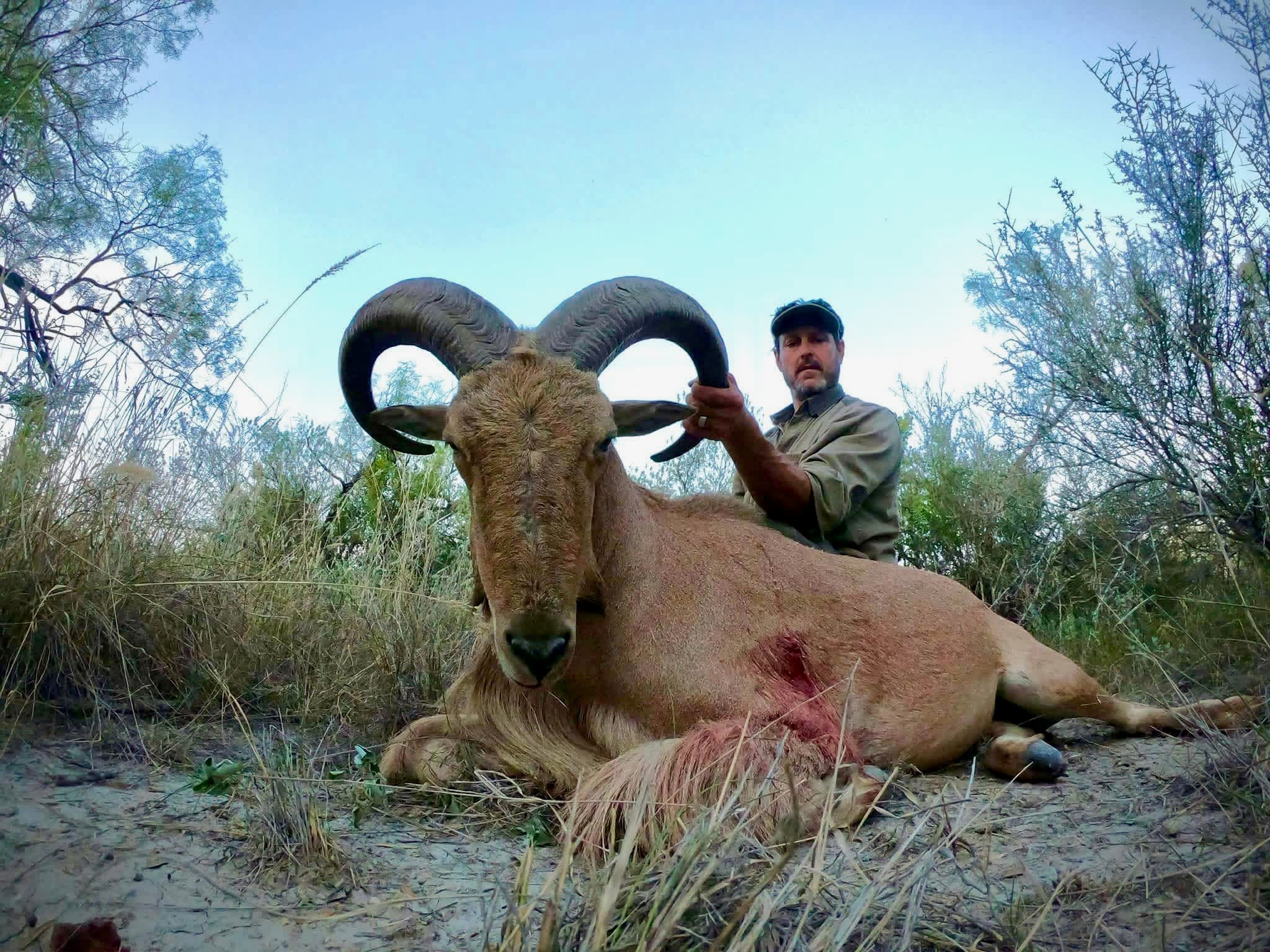 A hunter poses behind a harvested aoudad ram with heavy curled horns at Brochin Expeditions.
