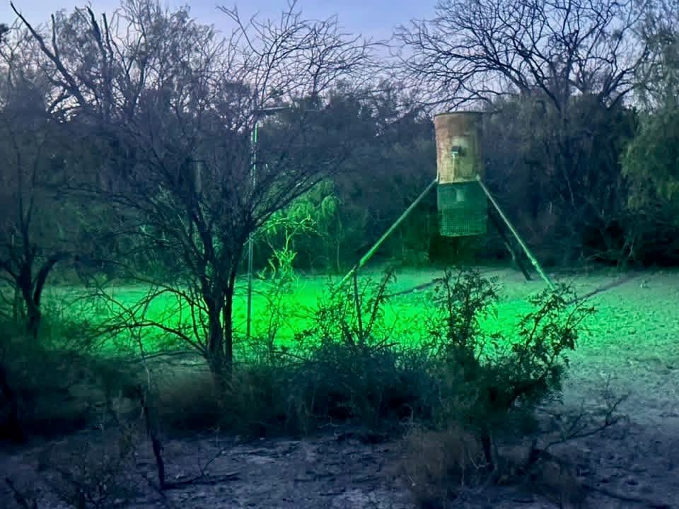 A tripod feeder in the brush country at dusk, lit by a green hog light, at Brochin Expeditions.