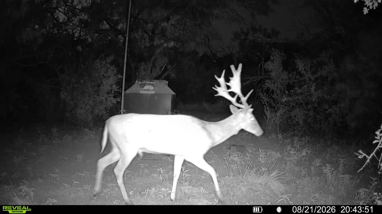 A heavy-racked whitetail buck walks past a feeder at night at Brochin Expeditions.