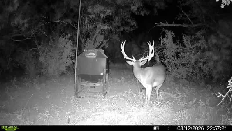 A whitetail buck with wide antlers stands beside a feeder at night at Brochin Expeditions.