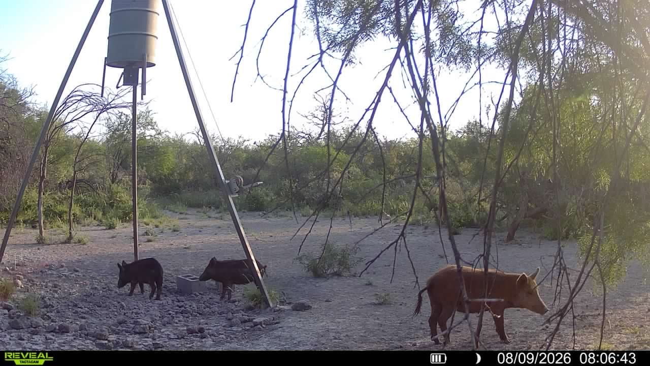 Three wild hogs forage at a tripod feeder in the brush country at Brochin Expeditions.